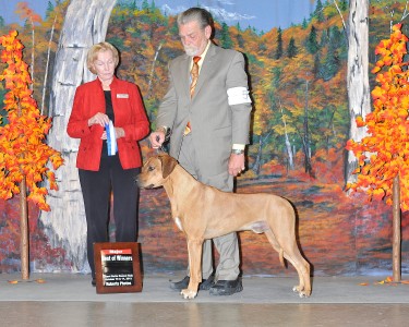 Kuyu with handler Don Rodgers winning second major under Judge Jeraldeen Crandall day before he earned his AKC Championship. 